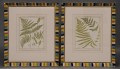 Pair Framed Fern Engravings by Heath