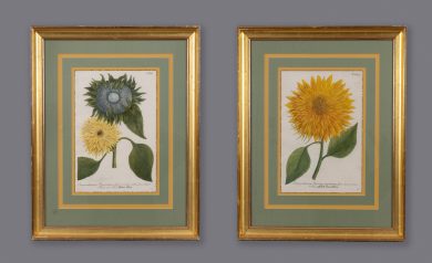 Pair Framed Botanical Engravings by Johann Wilhelm Weinmann