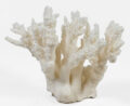 Large Staghorn Coral