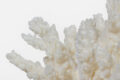 Large Staghorn Coral