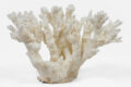 Large Staghorn Coral