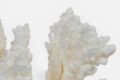 Large Staghorn Coral