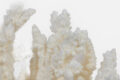 Large Staghorn Coral