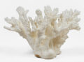Large Staghorn Coral