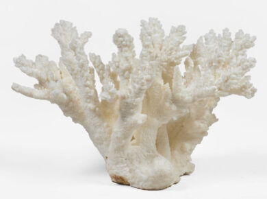 Large Staghorn Coral