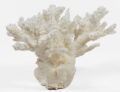 Large Staghorn Coral