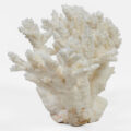 Large Staghorn Coral